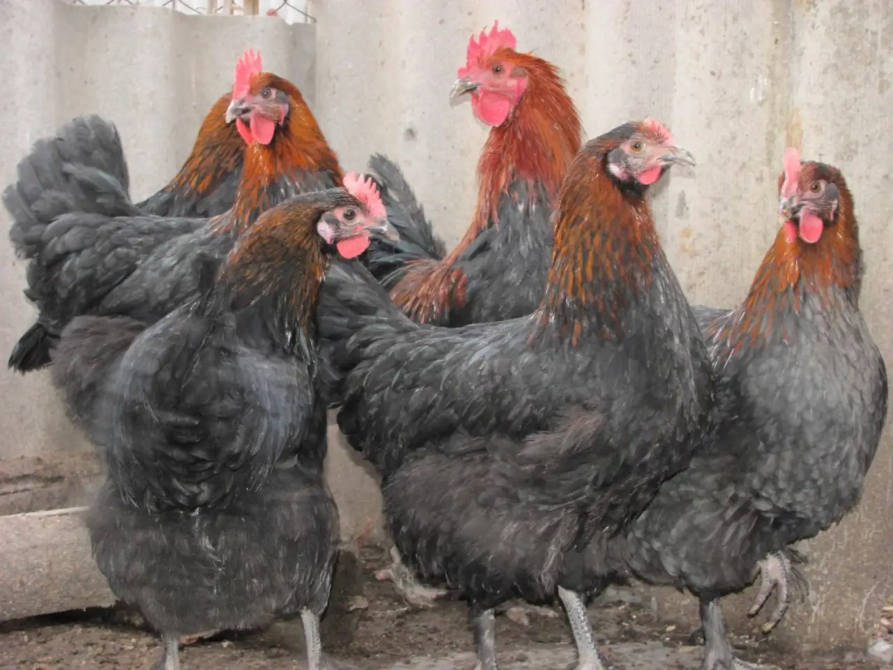 Продам кур несушек, фотография 1