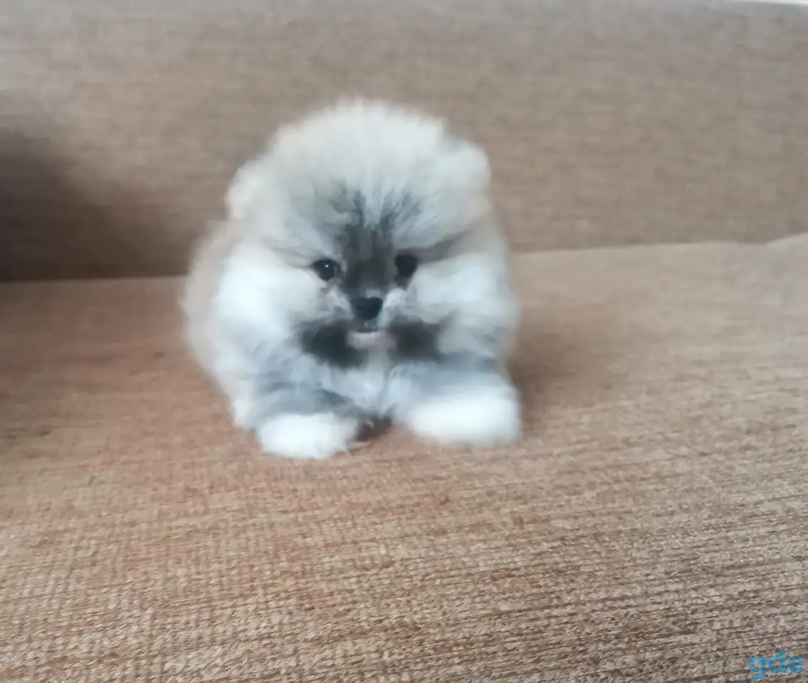Мальчик Померанский шпиц, фотография 1