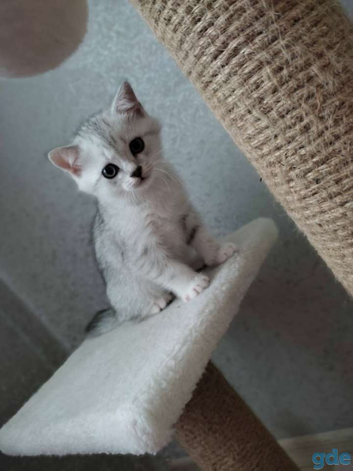 Шотландские котята, фотография 1