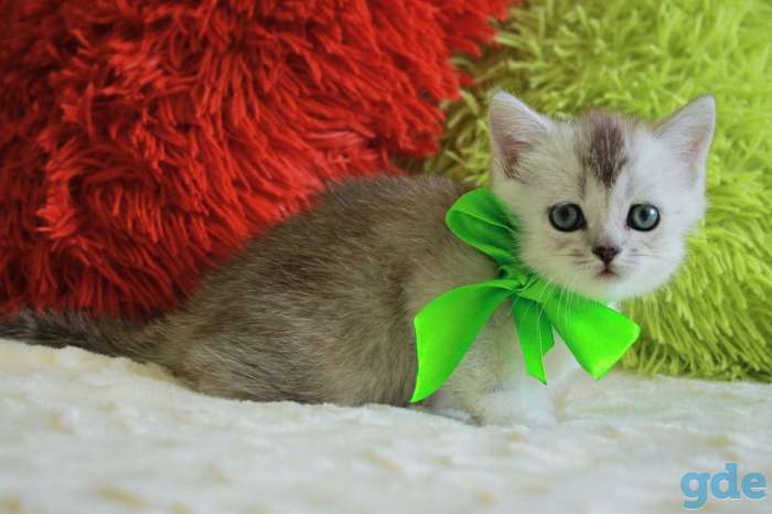Шотландские котята, фотография 2