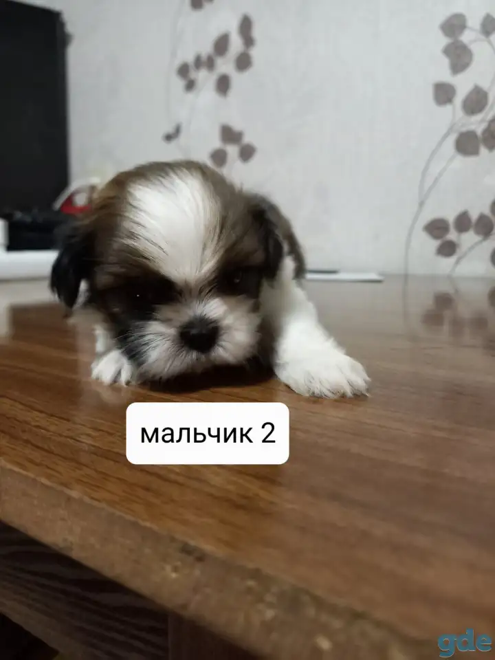 Продаются щенки ши тцу, фотография 4