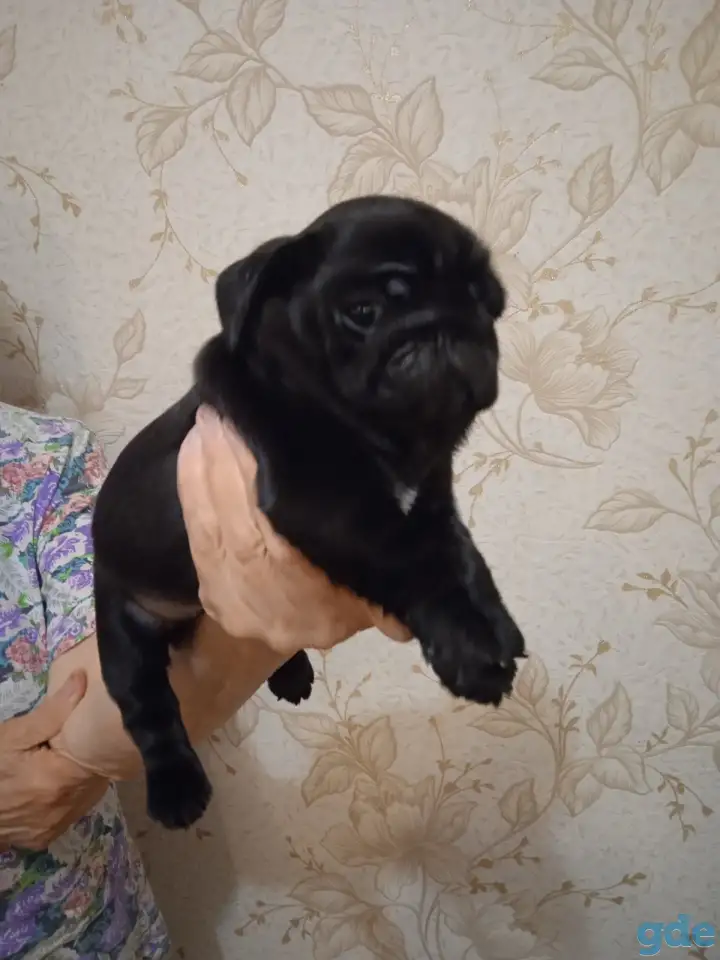 Продаются щенки мопса, фотография 1