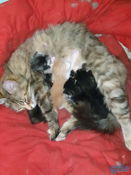 Кото семья ищет спасительную передержку до пристройства, фотография 1