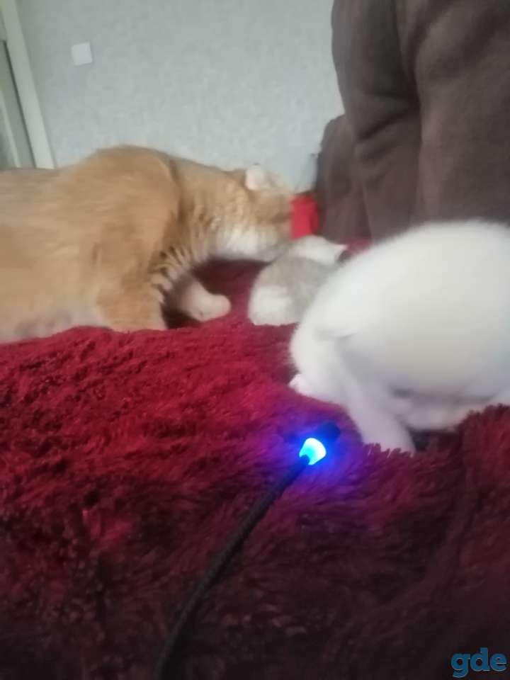 Шотландский котенок, фотография 7