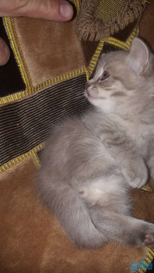 Шотландский котик, фотография 1