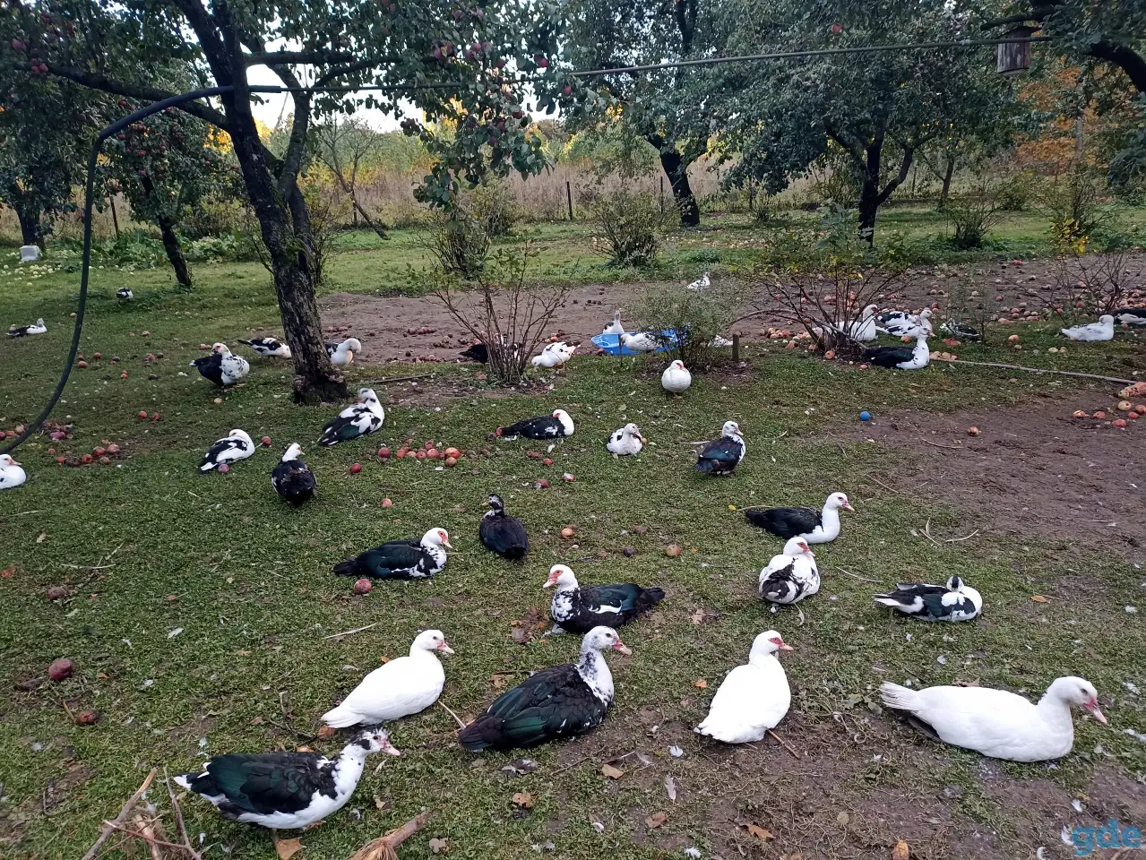 Продам индауток, фотография 2