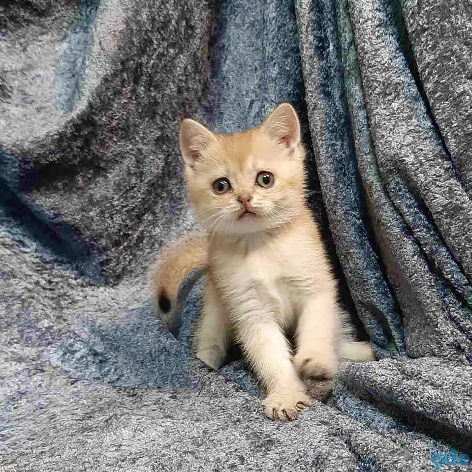 Шотландская кошка золотая шиншилла, фотография 2