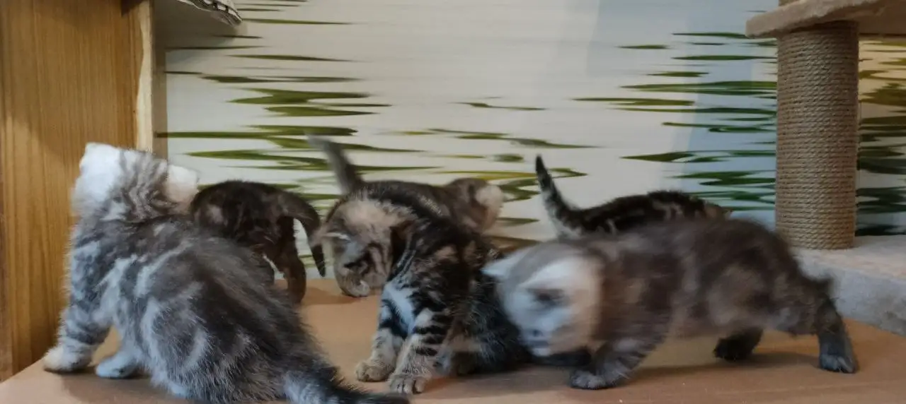 Британские котята, фотография 4