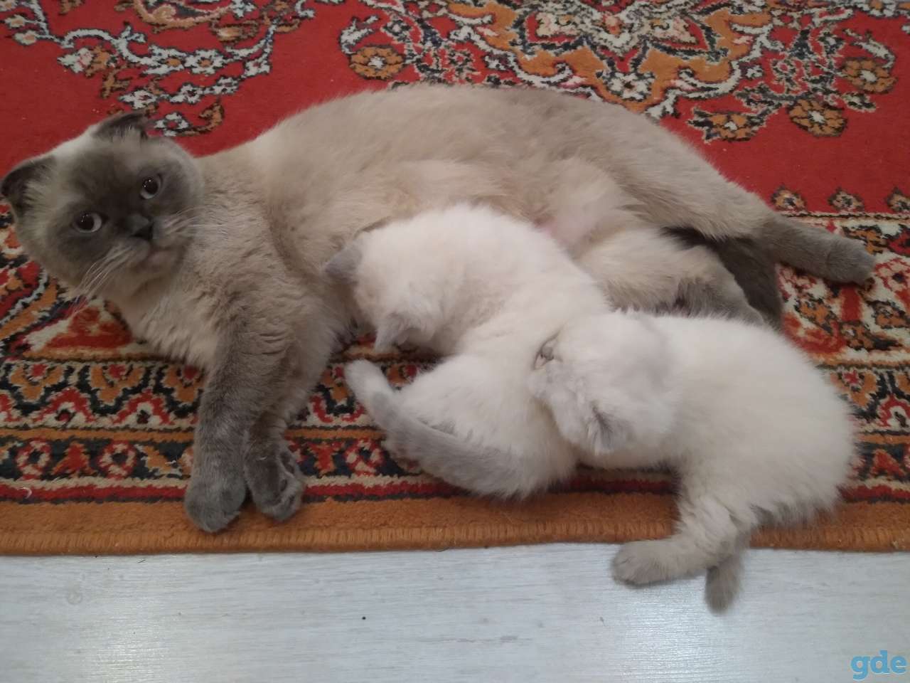 шотландские котята, фотография 4