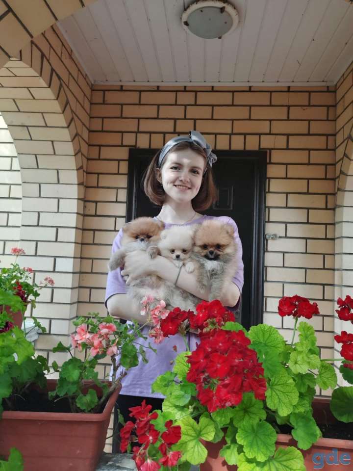 продаются щенки померанского шпица от родителей чемпионов, фотография 2