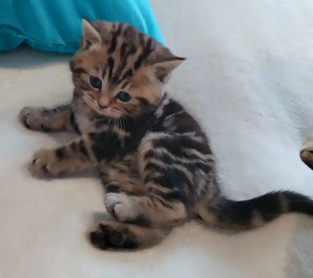 Котята шотландские., фотография 5