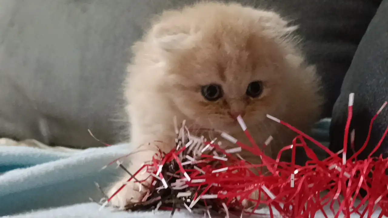 Шотландские котята, фотография 3