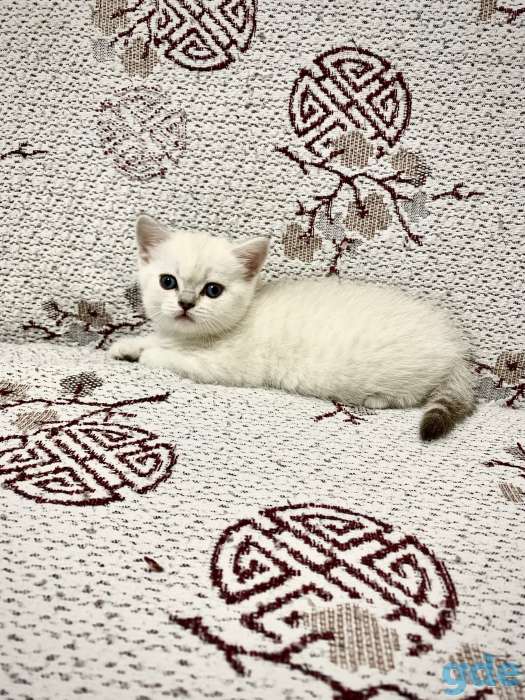 Чистокровные шотландские котята, фотография 2
