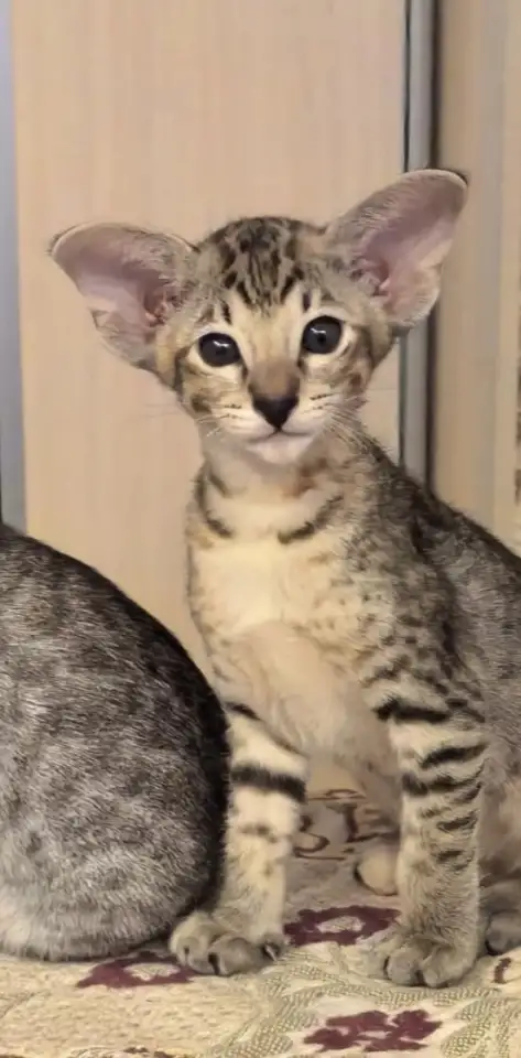 Ориентальный котенок, фотография 5