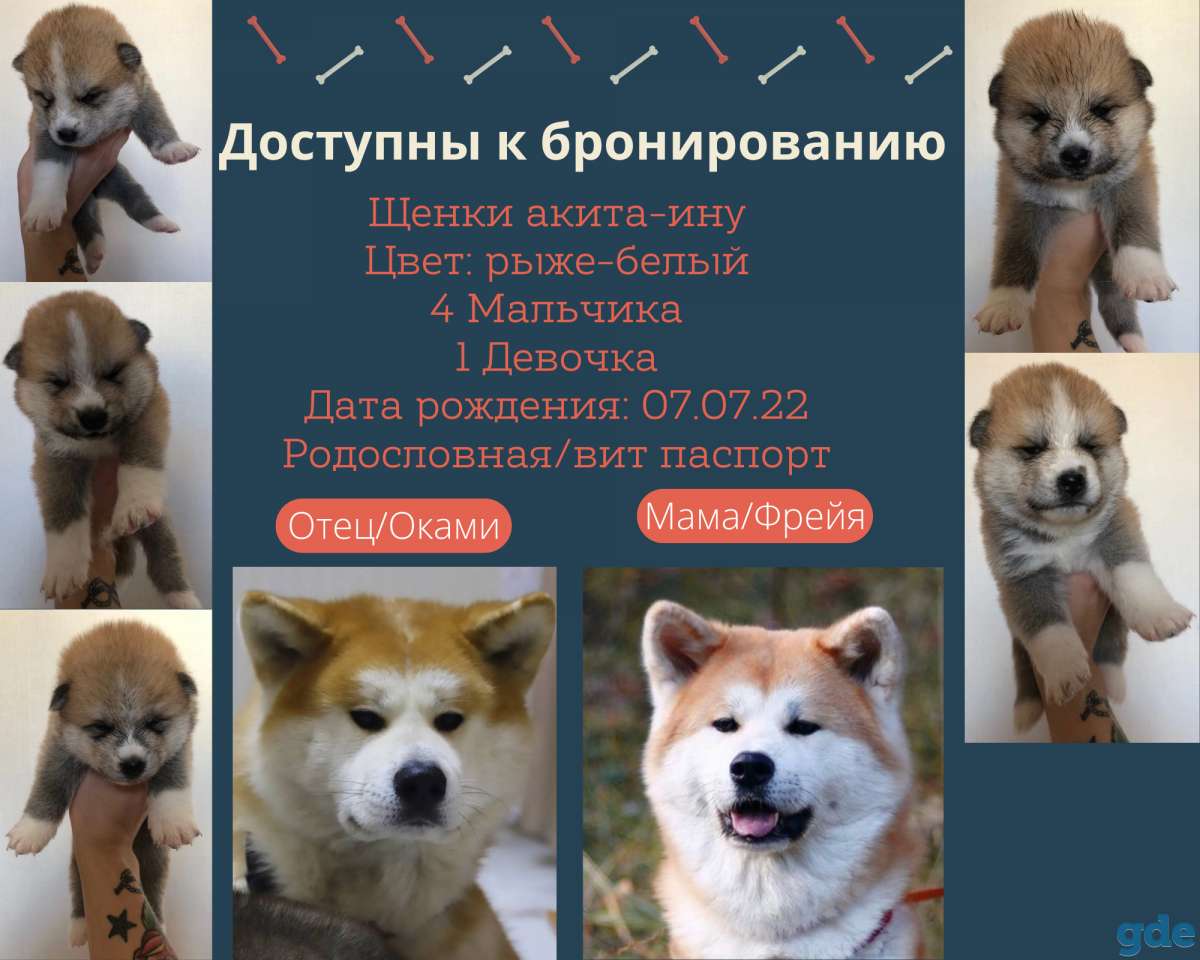 Щенки Акита-Ину, фотография 1