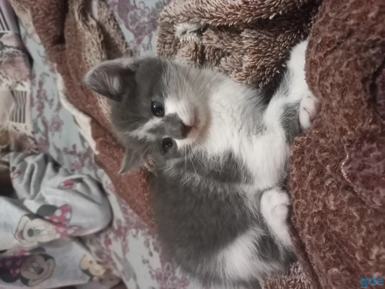 Кошки, фотография 1