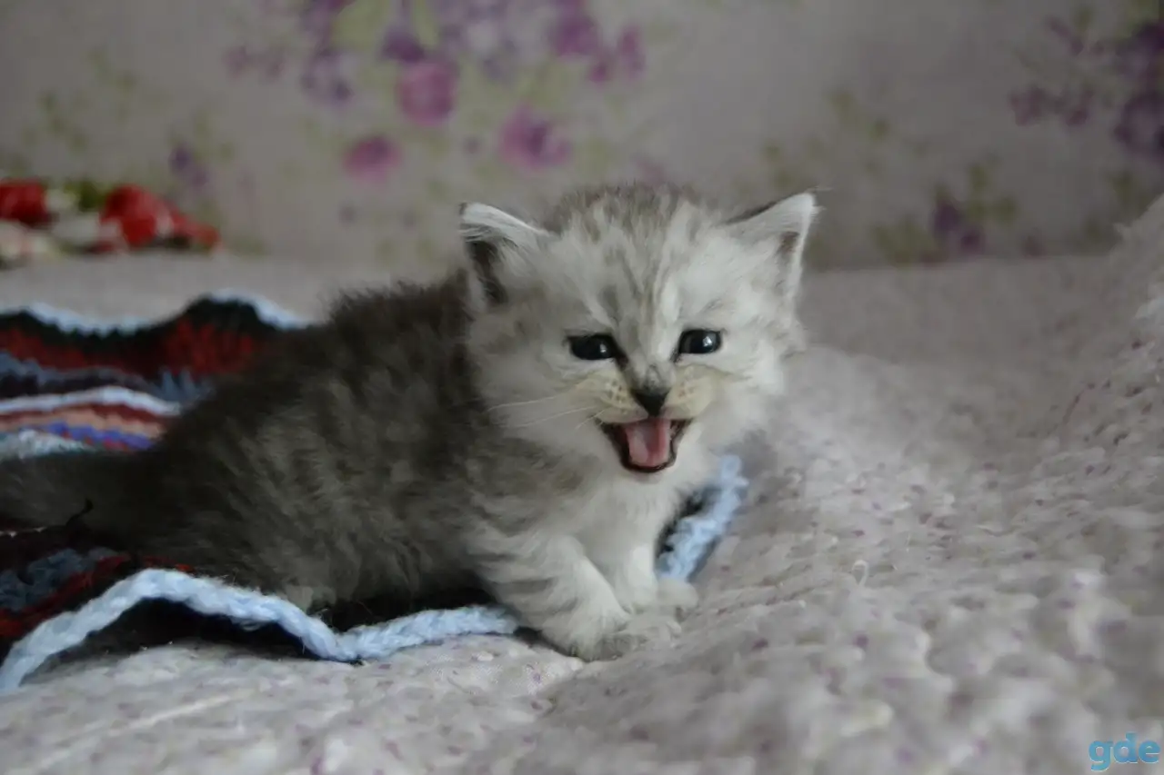 Шотландские котята, фотография 4