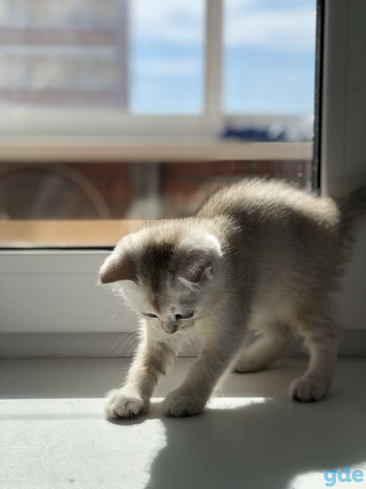Шотландские котята, фотография 4