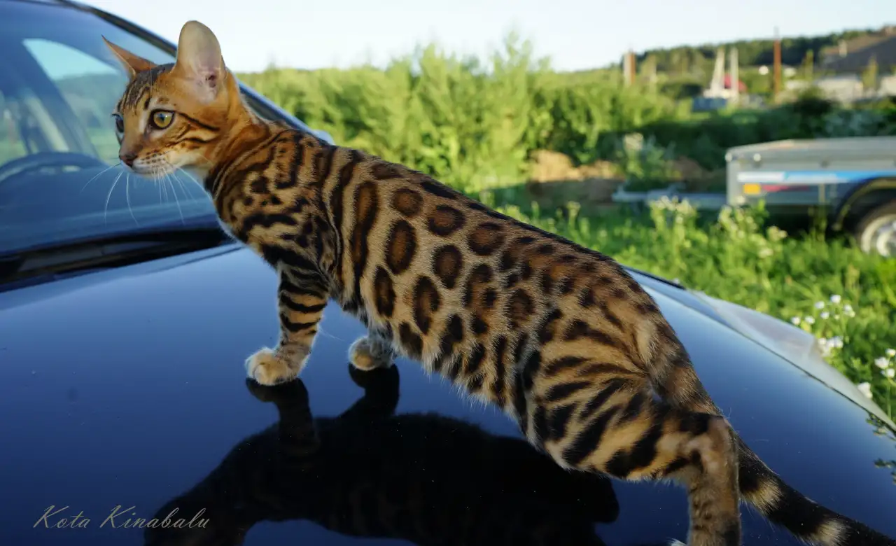 Бенгальские клубные котята, фотография 2
