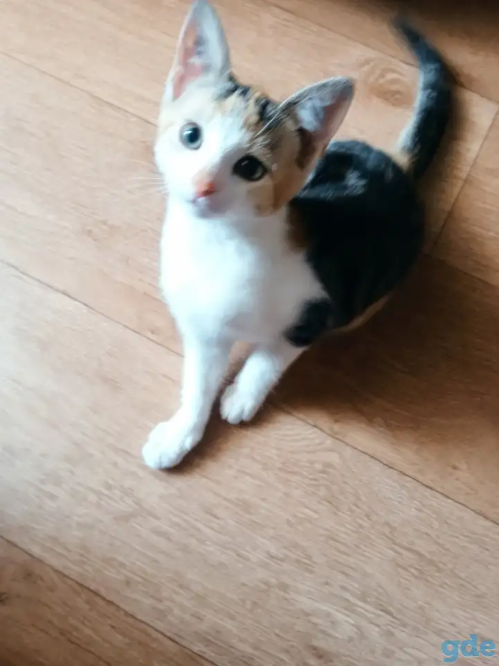 Котёнок ищет дом!, фотография 2