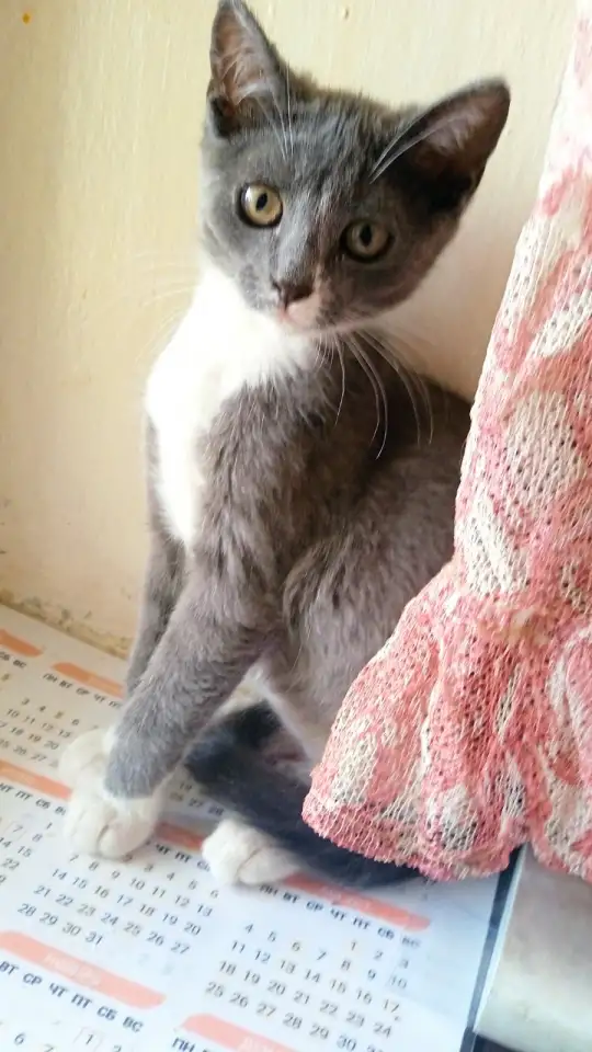 Отдам котят в хорошие руки!, фотография 2