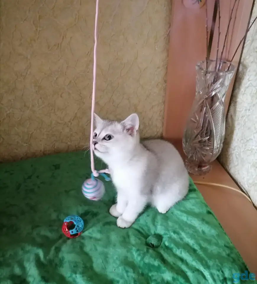 Британские котята, фотография 2