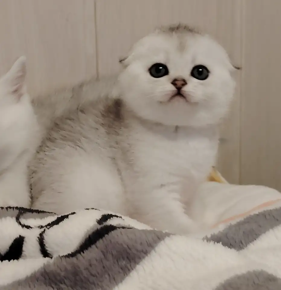 Шотландские котята., фотография 1
