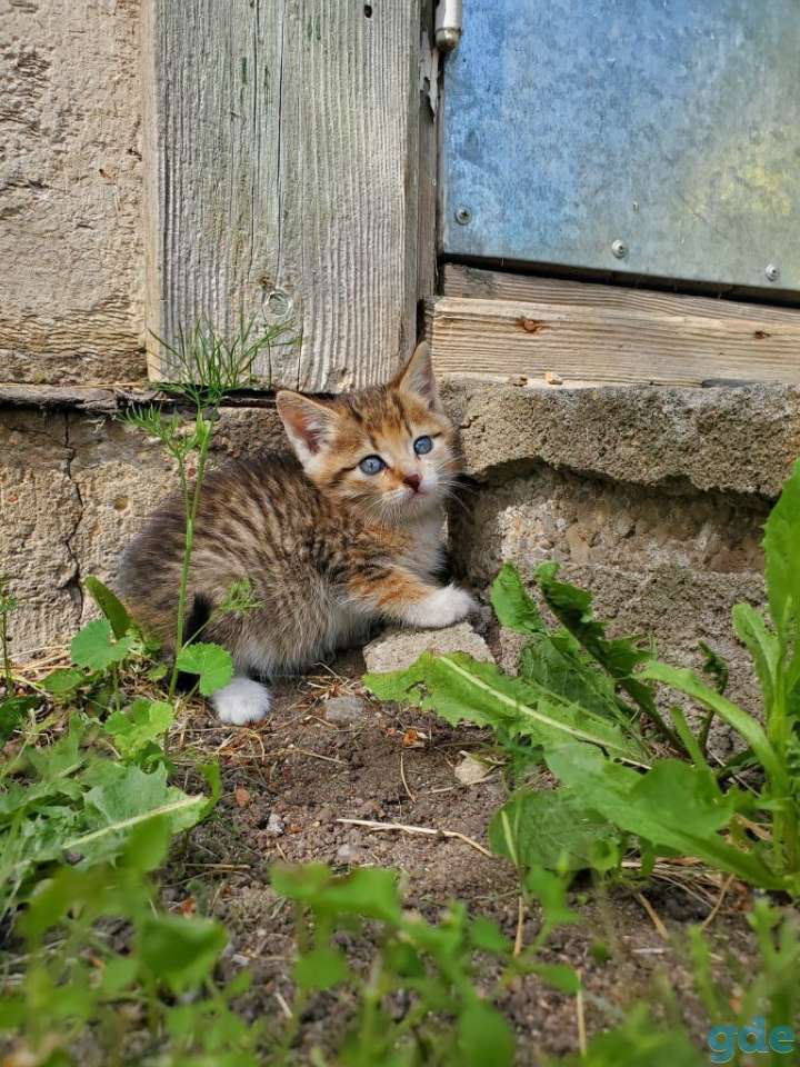 Котята бесплатно, фотография 2
