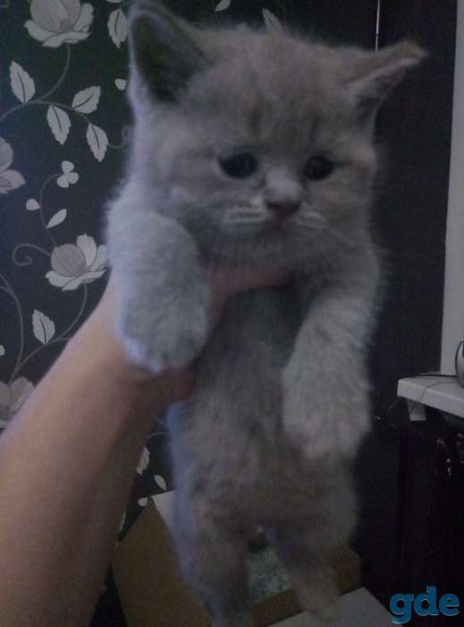 Британские котята, фотография 5