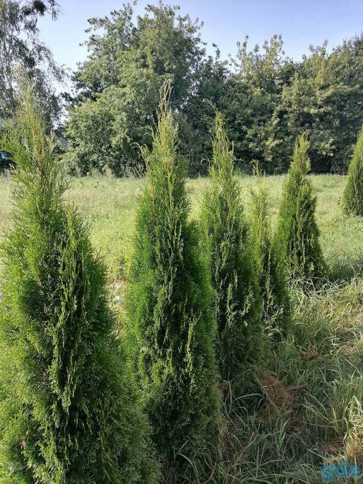 Продам дом с  большим участком, фотография 3