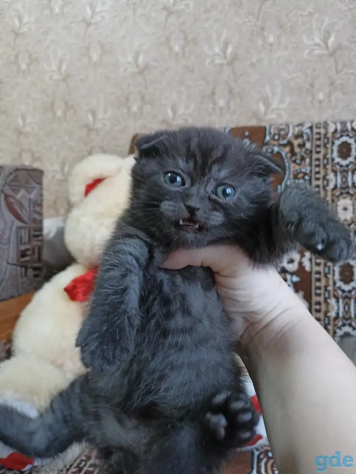 Шотландские котята, фотография 4
