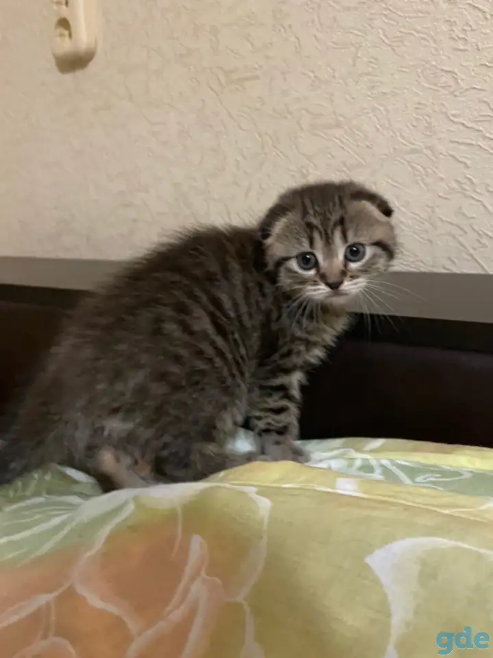 Шотландские котята, фотография 1