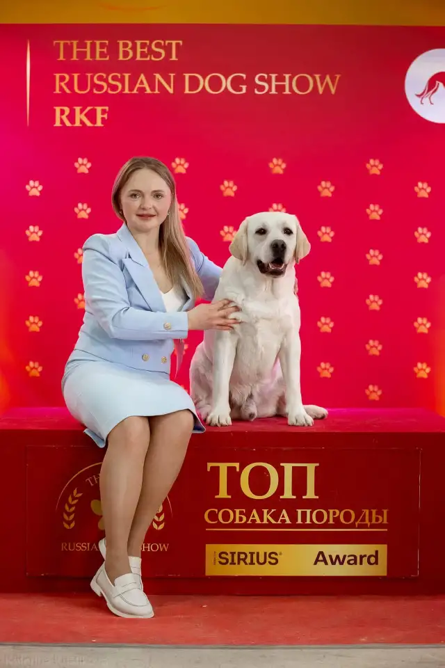 Высокопородные щенки лабрадор, фотография 12