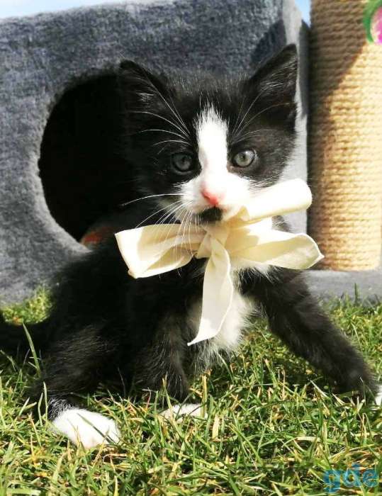 Котенок-мальчик (1,5 мес.) в ПОДАРОК с ДОСТАВКОЙ по Минску!, фотография 2
