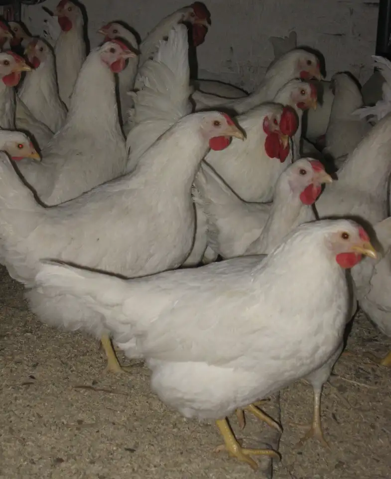 Продам кур несушек, фотография 1