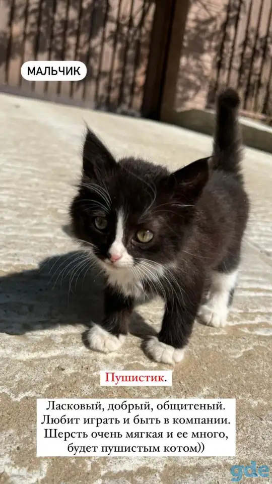 Пушистый котёнок (1 мес), фотография 1