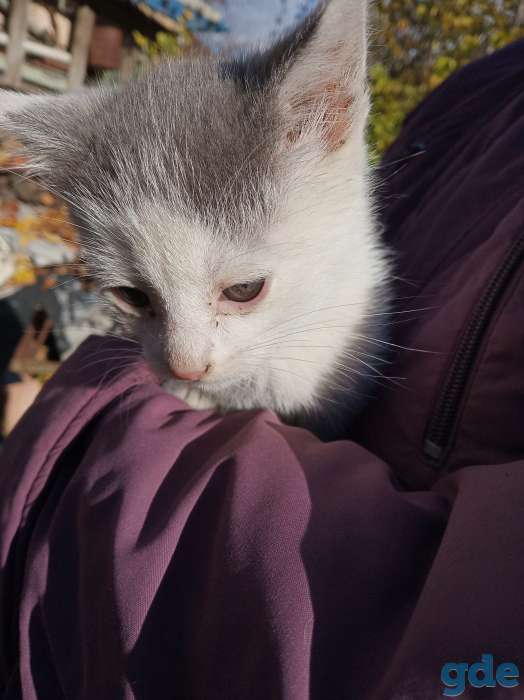 Отдадим даром котят, фотография 5