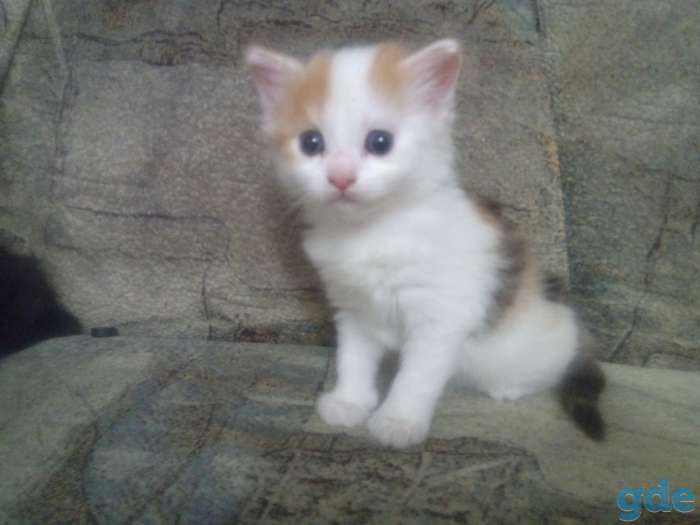 Котята в добрые руки, фотография 2