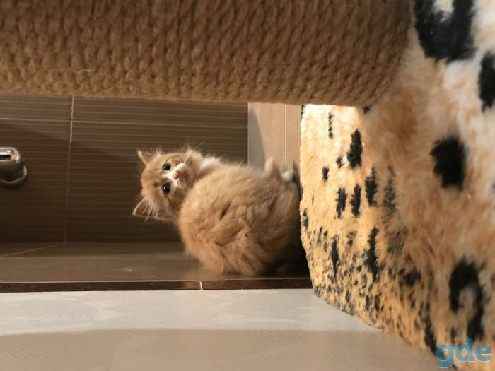 Котёнок рыжий, фотография 2