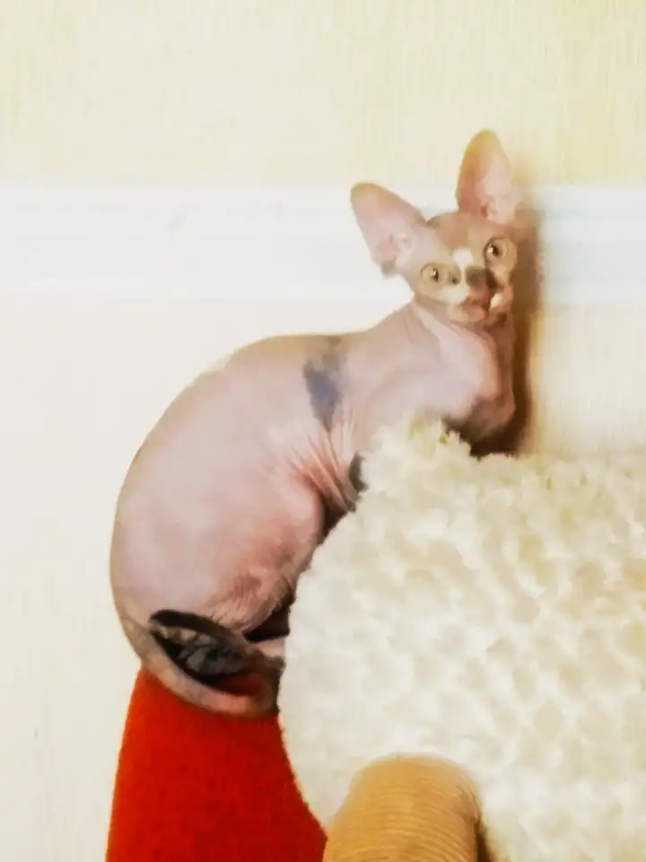 Квартирная передержка для котов, фотография 12