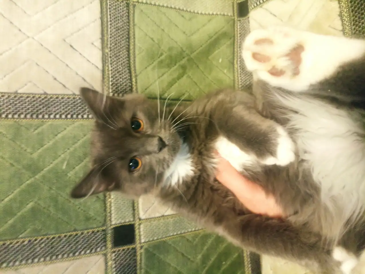 Котята в добрые руки, фотография 7