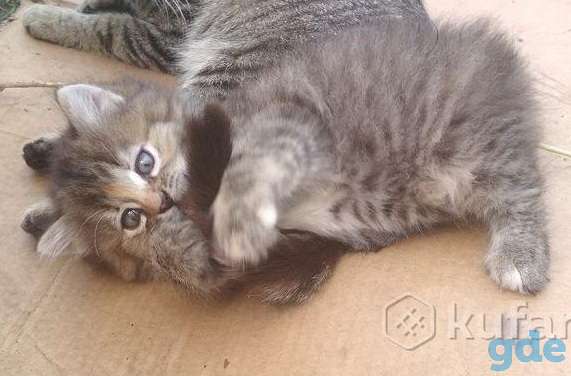 Котенок в добрые руки, фотография 1