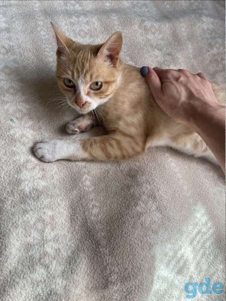Котенок ищет дом, фотография 2