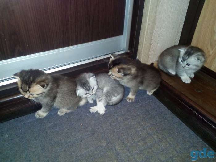 Вислоухие Шотландские котята, фотография 1