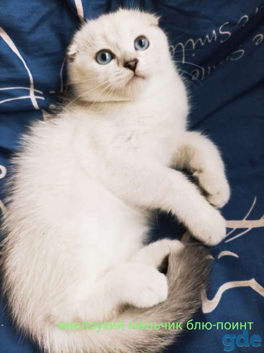 Чистокровные шотландские короткошерстные котята, фотография 1
