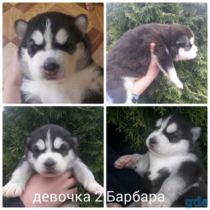 Щенки хаски, фотография 3
