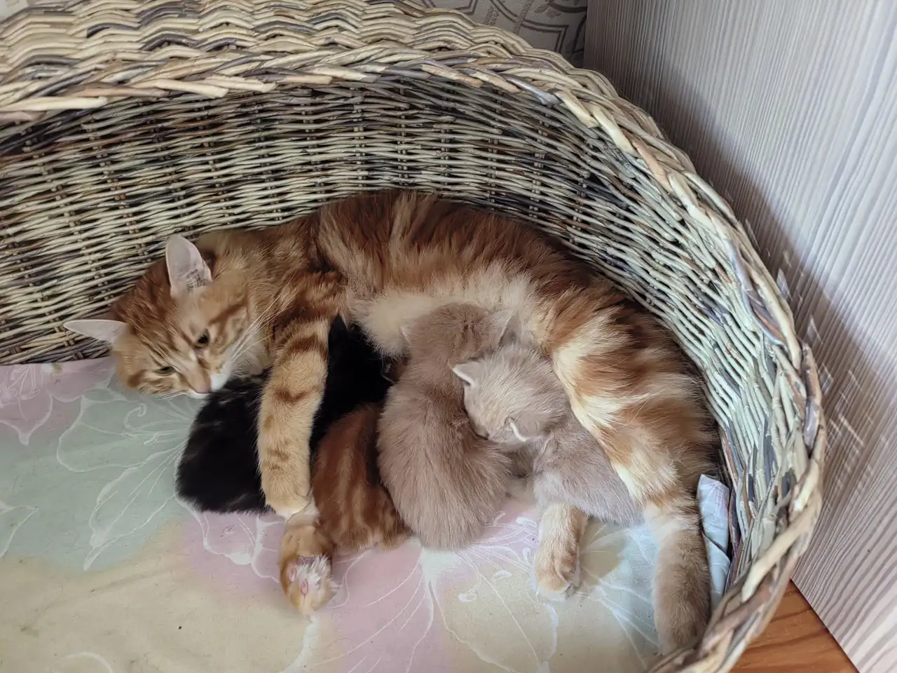 Курильский бобтейл котята, фотография 3