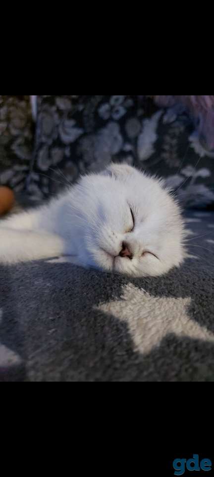 Котята, фотография 4