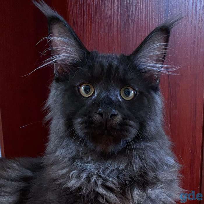 Котята Мейн Кун из Профессионального питомника, фотография 4