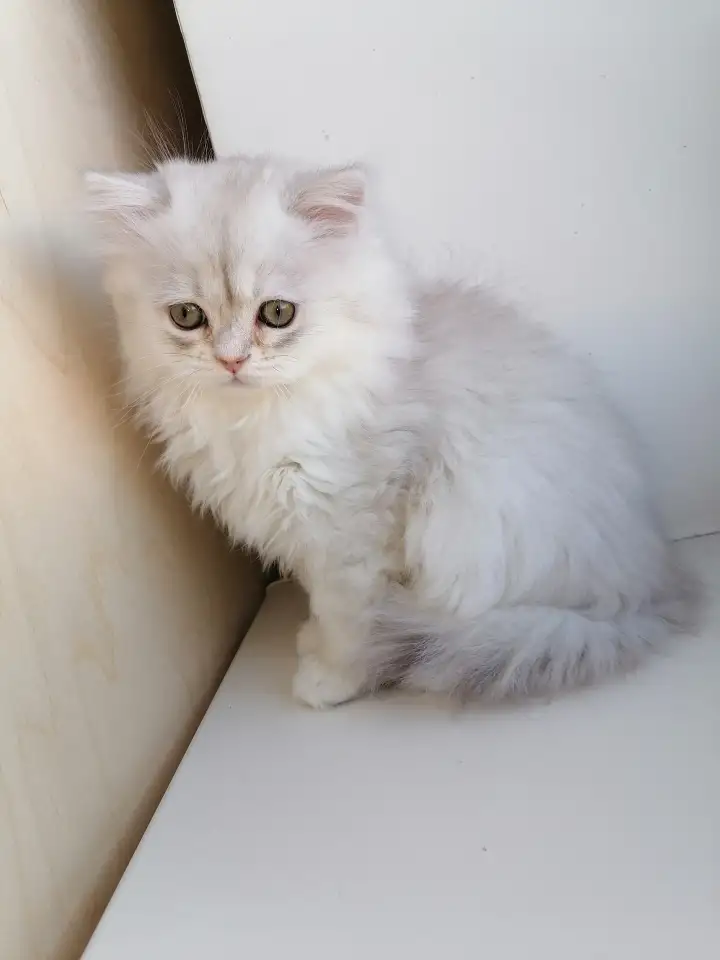 Британская кошечка, фотография 1